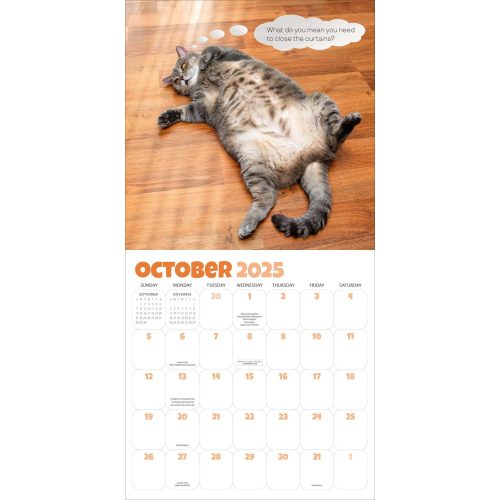 hachette 02 chonkers wall calendar 9781523524723