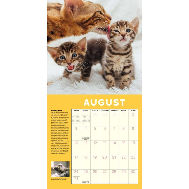 hachette 02 how to speak cat wall calendar 9781523526659