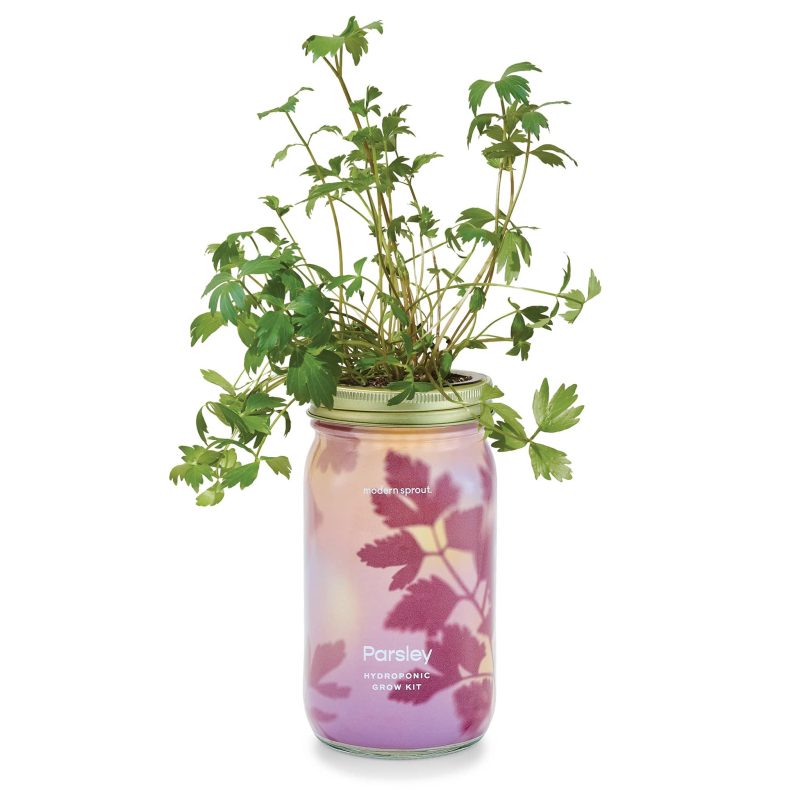 modern sprout garden jar parsley hydroponic herb grow kit in jar with plant growing